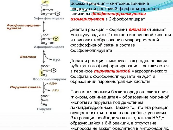 Восьмая реакция – синтезированный в предыдущей реакции 3-фосфоглицерат под влиянием