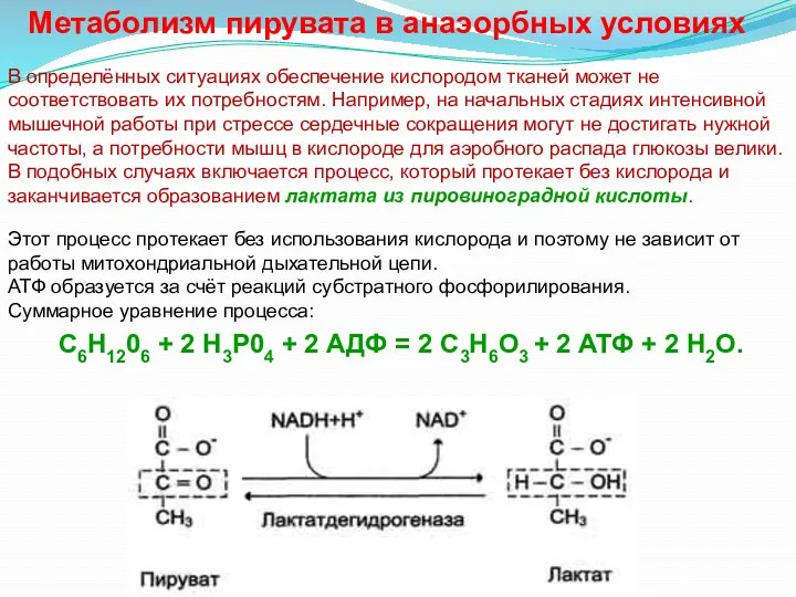 Метаболизм пирувата в анаэорбных условиях С6Н1206 + 2 Н3Р04 +