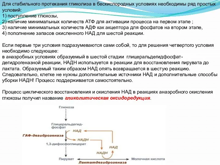 Для стабильного протекания гликолиза в бескислородных условиях необходимы ряд простых