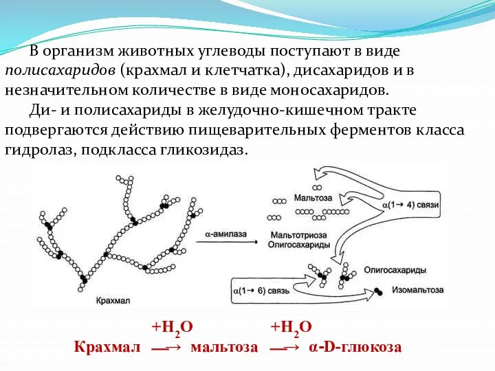 В организм животных углеводы поступают в виде полисахаридов (крахмал и