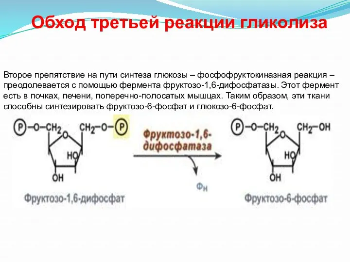 Обход третьей реакции гликолиза Второе препятствие на пути синтеза глюкозы