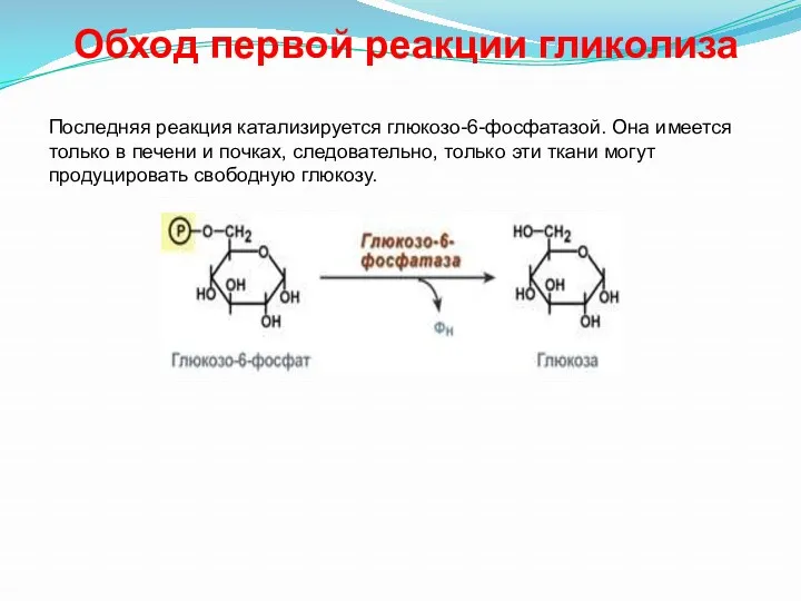 Обход первой реакции гликолиза Последняя реакция катализируется глюкозо-6-фосфатазой. Она имеется