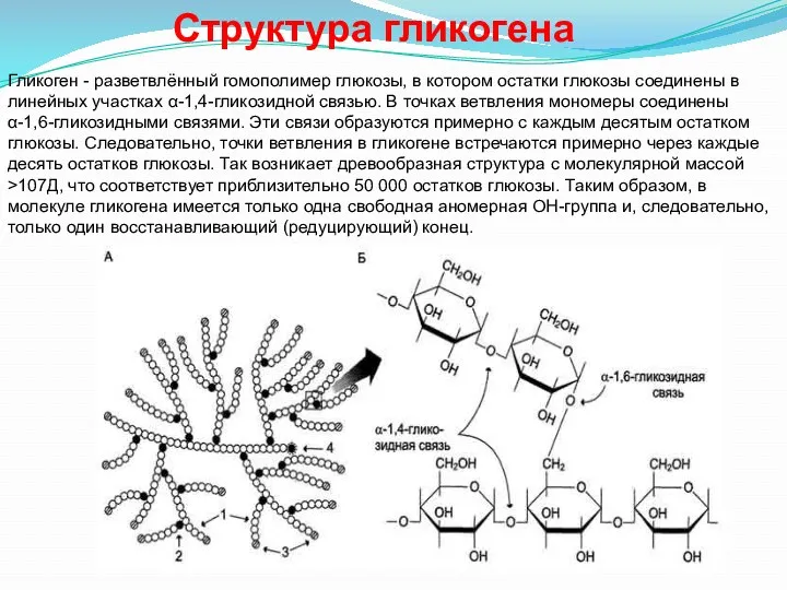 Гликоген - разветвлённый гомополимер глюкозы, в котором остатки глюкозы соединены