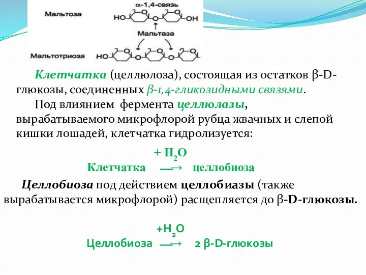 Клетчатка (целлюлоза), состоящая из остатков β-D-глюкозы, соединенных β-1,4-гликозидными связями. Под