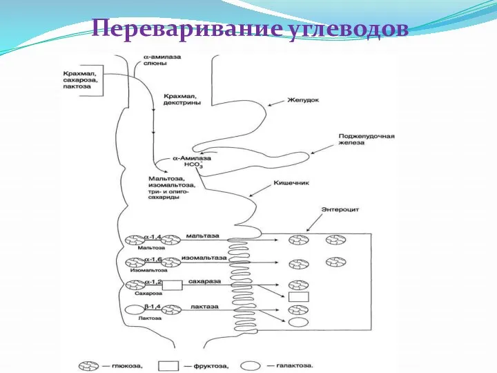 Переваривание углеводов