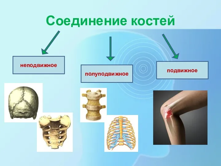 Соединение костей неподвижное полуподвижное подвижное