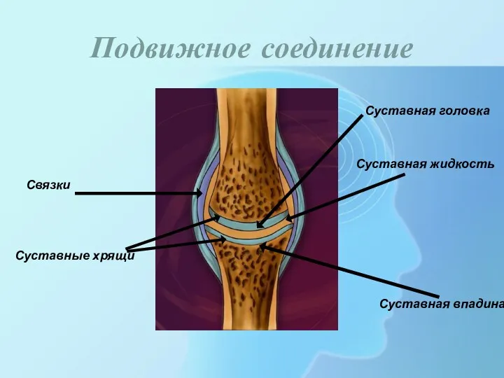 Подвижное соединение Связки Суставные хрящи Суставная головка Суставная жидкость Суставная впадина