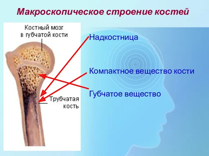 Макроскопическое строение костей Надкостница Компактное вещество кости Губчатое вещество