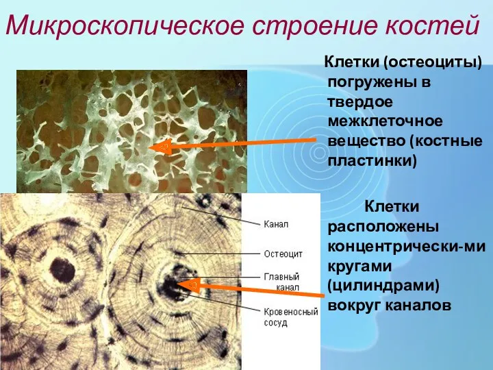 Микроскопическое строение костей Клетки (остеоциты) погружены в твердое межклеточное вещество