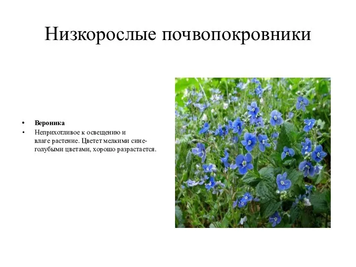 Низкорослые почвопокровники Вероника Неприхотливое к освещению и влаге растение. Цветет мелкими сине-голубыми цветами, хорошо разрастается.