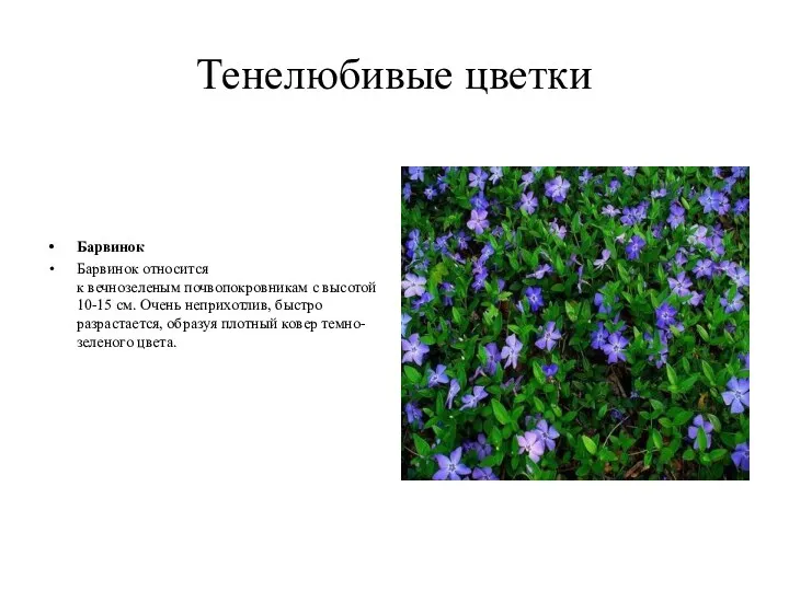 Тенелюбивые цветки Барвинок Барвинок относится к вечнозеленым почвопокровникам с высотой 10-15 см. Очень