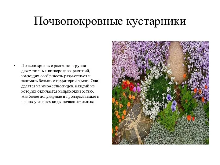 Почвопокровные кустарники Почвопокровные растения - группа декоративных низкорослых растений, имеющих особенность разрастаться и