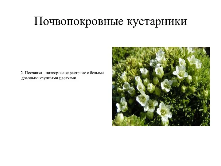 Почвопокровные кустарники 2. Песчанка - низкорослое растение с белыми довольно крупными цветками.