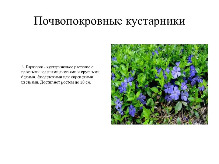Почвопокровные кустарники 3. Барвинок - кустарниковое растение с плотными зелеными листьями и крупными