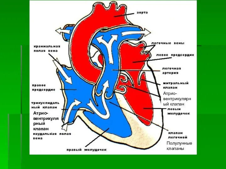Атрио-вентрикулярный клапан Атрио-вентрикулярный клапан Полулунные клапаны