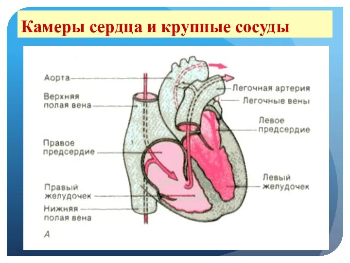 Камеры сердца и крупные сосуды