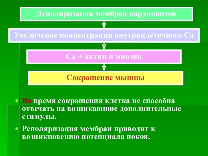 Деполяризация мембран кардиоцитов Увеличение концентрации внутриклеточного Са Са + актин