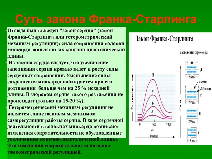 Отсюда был выведен "закон сердца" (закон Франка-Старлинга или гетерометрический механизм