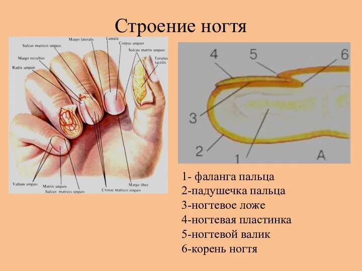 Строение ногтя 1- фаланга пальца 2-падушечка пальца 3-ногтевое ложе 4-ногтевая пластинка 5-ногтевой валик 6-корень ногтя