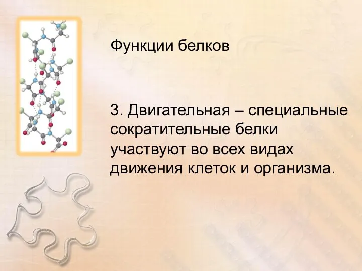 Функции белков 3. Двигательная – специальные сократительные белки участвуют во всех видах движения клеток и организма.