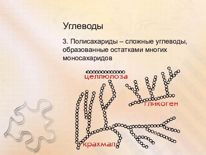 Углеводы 3. Полисахариды – сложные углеводы, образованные остатками многих моносахаридов