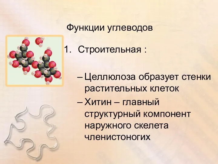 Функции углеводов Строительная : Целлюлоза образует стенки растительных клеток Хитин