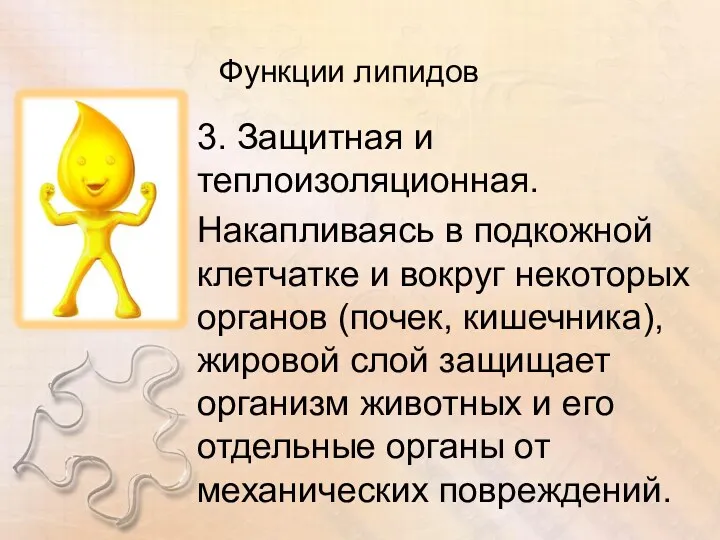 Функции липидов 3. Защитная и теплоизоляционная. Накапливаясь в подкожной клетчатке