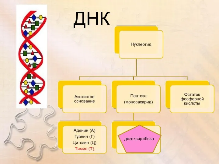 ДНК дезоксирибоза