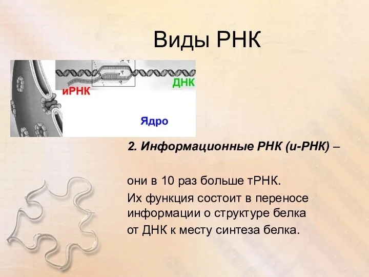 Виды РНК 2. Информационные РНК (и-РНК) – они в 10