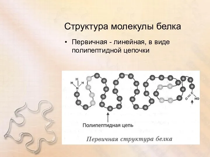 Структура молекулы белка Первичная - линейная, в виде полипептидной цепочки