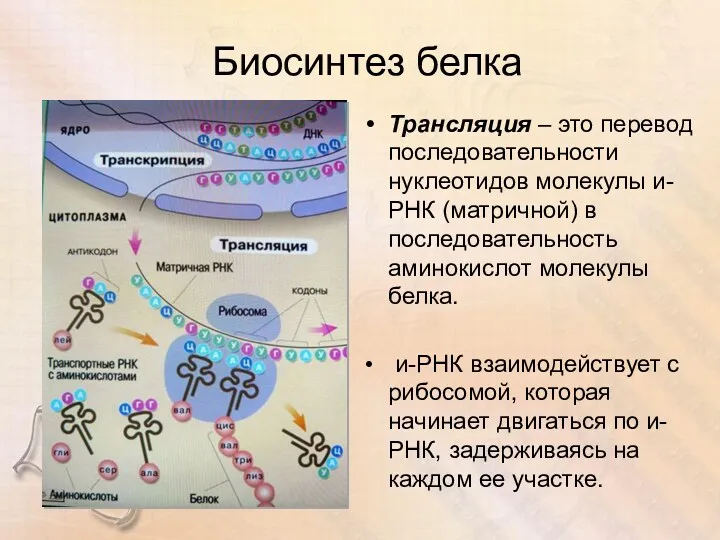 Биосинтез белка Трансляция – это перевод последовательности нуклеотидов молекулы и-РНК