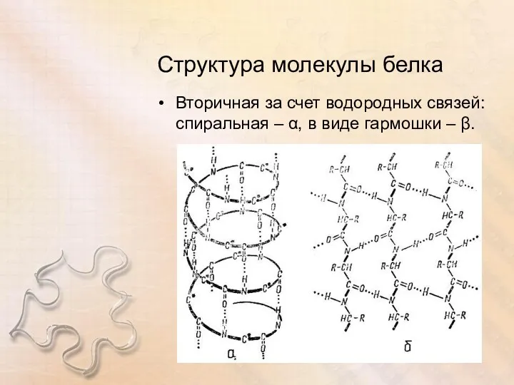 Структура молекулы белка Вторичная за счет водородных связей: спиральная – α, в виде гармошки – β.