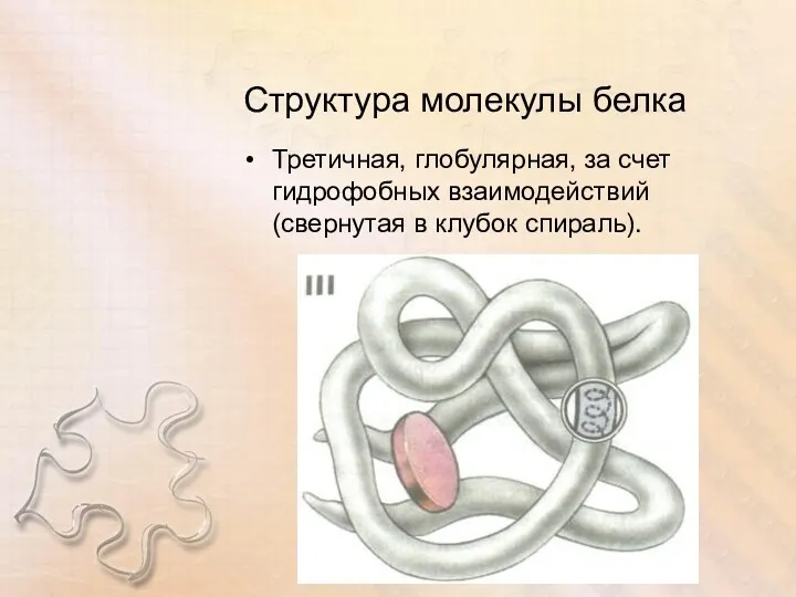 Структура молекулы белка Третичная, глобулярная, за счет гидрофобных взаимодействий (свернутая в клубок спираль).