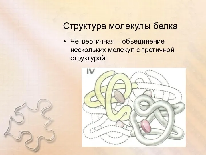 Структура молекулы белка Четвертичная – объединение нескольких молекул с третичной структурой