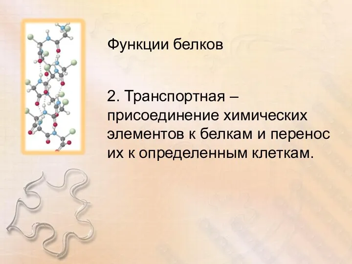 Функции белков 2. Транспортная – присоединение химических элементов к белкам и перенос их к определенным клеткам.