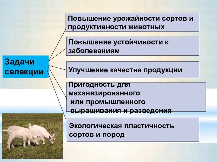 Задачи селекции Повышение урожайности сортов и продуктивности животных Повышение устойчивости