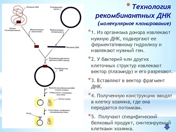 Технология рекомбинантных ДНК (молекулярное клонирование) 1. Из организма донора извлекают