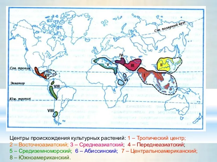 Центры происхождения культурных растений: 1 – Тропический центр; 2 –