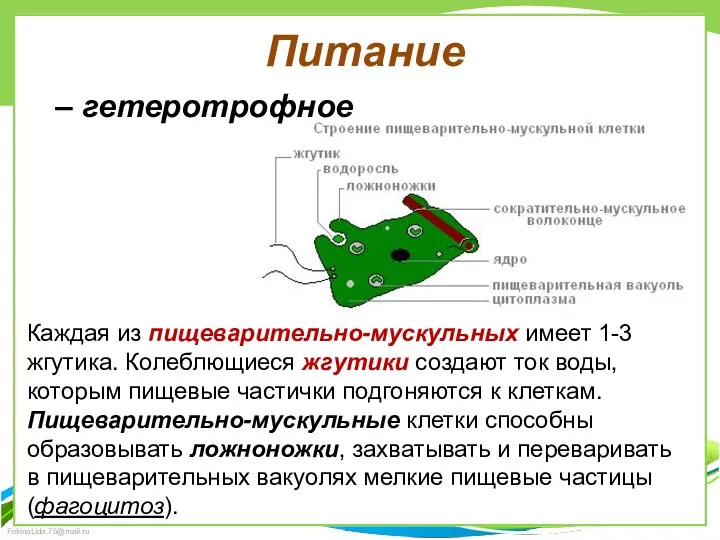 Питание – гетеротрофное Каждая из пищеварительно-мускульных имеет 1-3 жгутика. Колеблющиеся