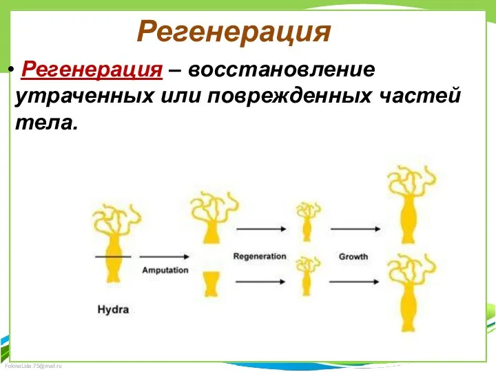 Регенерация Регенерация – восстановление утраченных или поврежденных частей тела.