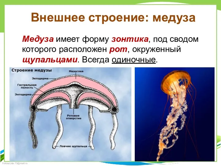 Внешнее строение: медуза Медуза имеет форму зонтика, под сводом которого расположен рот, окруженный щупальцами. Всегда одиночные.