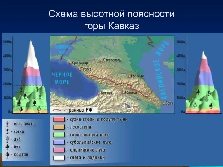 Схема высотной поясности горы Кавказ