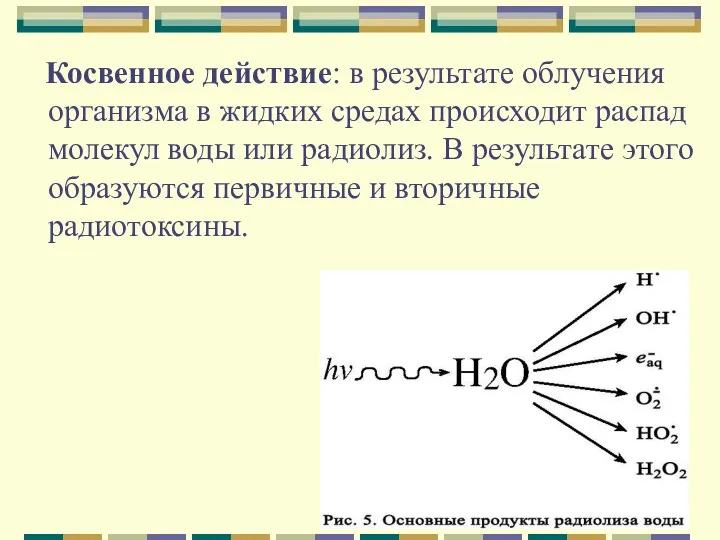 Косвенное действие: в результате облучения организма в жидких средах происходит