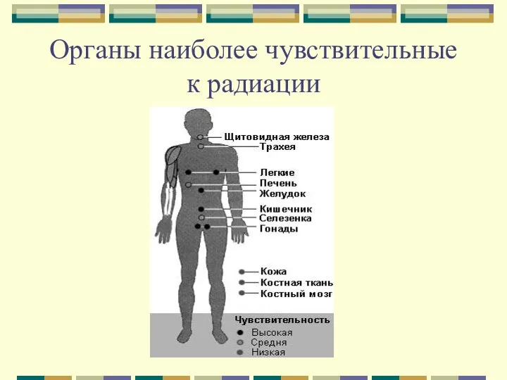 Органы наиболее чувствительные к радиации