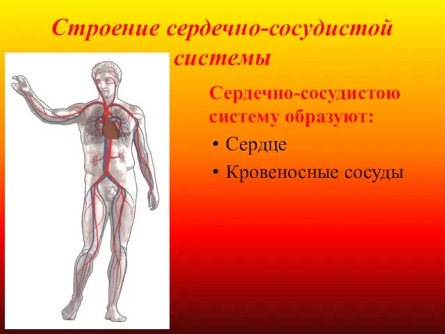 Строение сердечно-сосудистой системы Сердечно-сосудистою систему образуют: Сердце Кровеносные сосуды