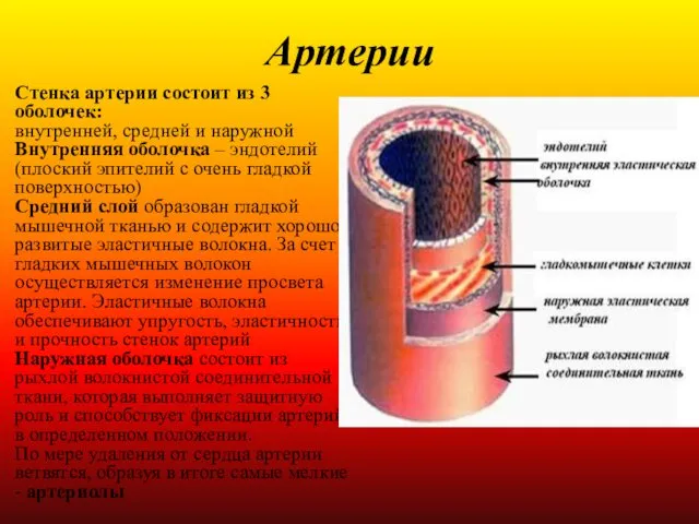 Артерии Стенка артерии состоит из 3 оболочек: внутренней, средней и