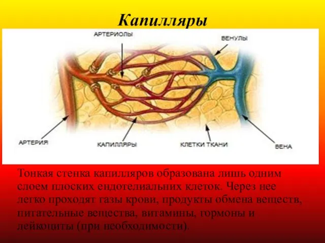 Капилляры Тонкая стенка капилляров образована лишь одним слоем плоских ендотелиальних