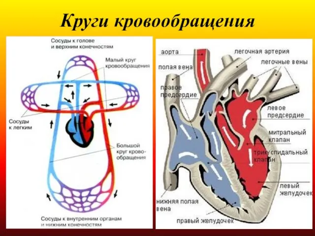 Круги кровообращения