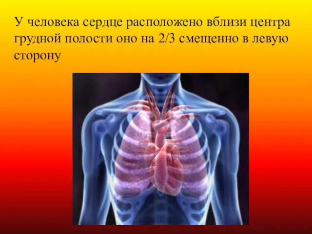 У человека сердце расположено вблизи центра грудной полости оно на 2/3 смещенно в левую сторону