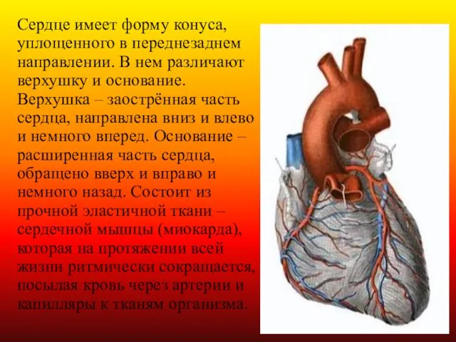 Сердце имеет форму конуса, уплощенного в переднезаднем направлении. В нем